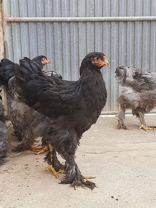 Casal Brahama Silver