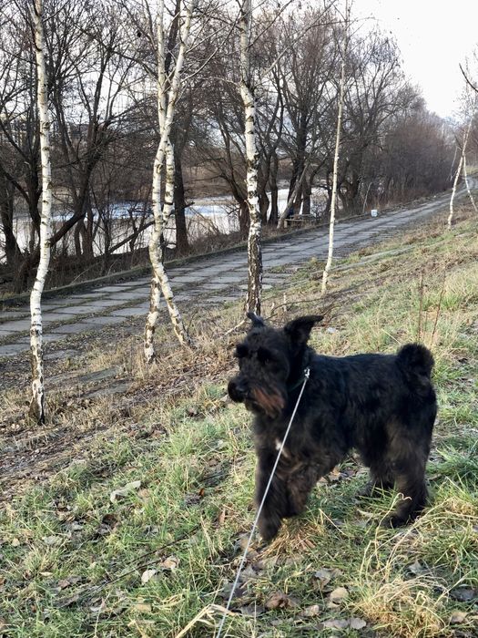 Цвергшнауцер шукаєм хлопця))