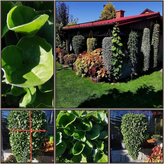 Zestaw Dichondra srebrzysta + zielona