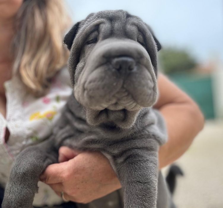 Shar Pei cachorro macho