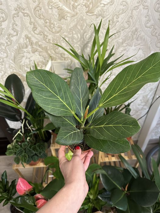 Кімнатні квіти рослини