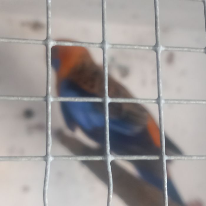 Casal de roselas penantes