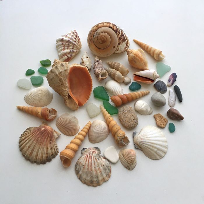 Мушлі океанічні морські  ракушки молюсків рапани