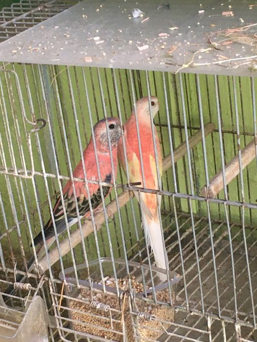 Troquesinhos e burkes