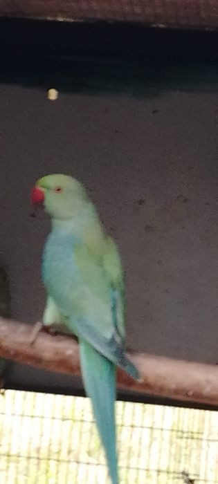 Cedo reing neck novos e sexados