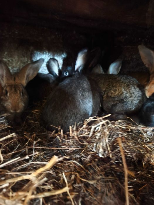 Coelhos   biológicos