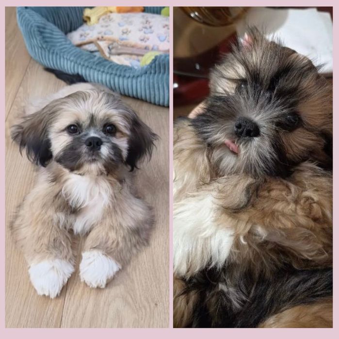 Psi fryzjer z dojazdem