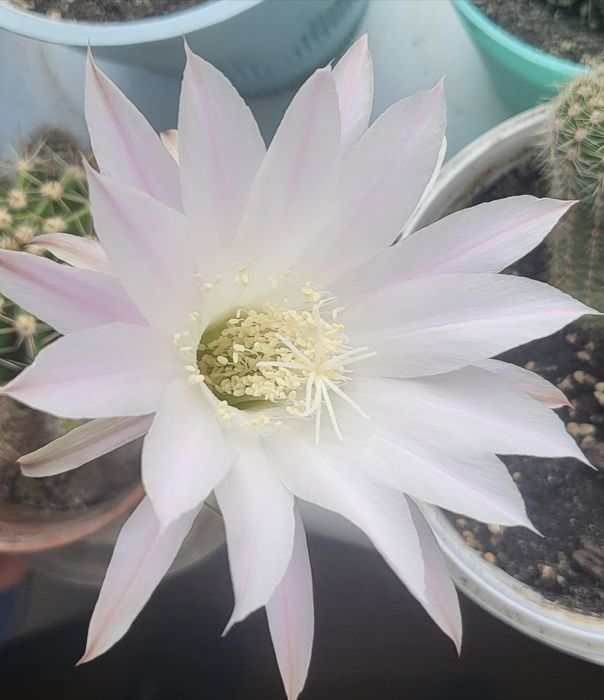 Дітки квітучого кактуса розово-білі квіти