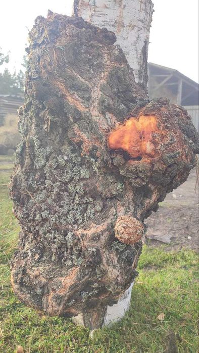 Кап, сувель берези