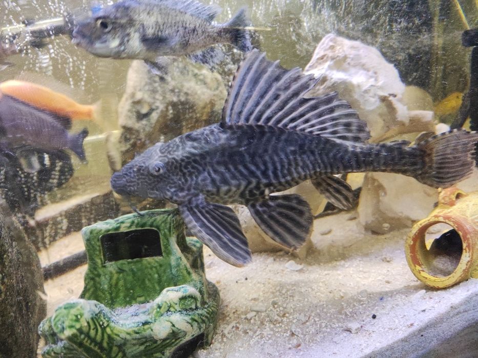 Plecotidos limpa fundos com 40 cm mto bonito castanho e preto