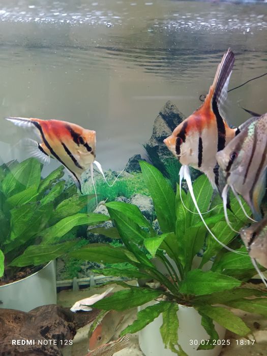 Młode skalary Manacapuru