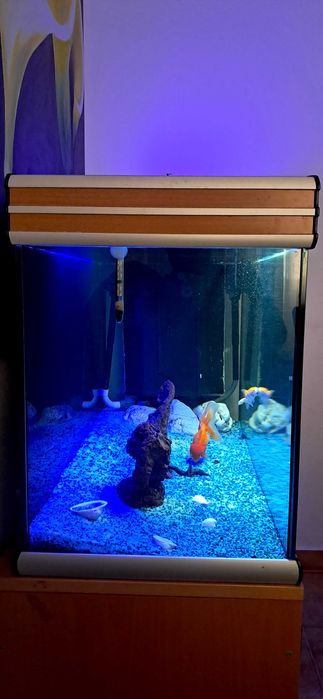Aquario de peixes