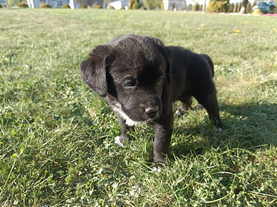 Suczka do adopcji
