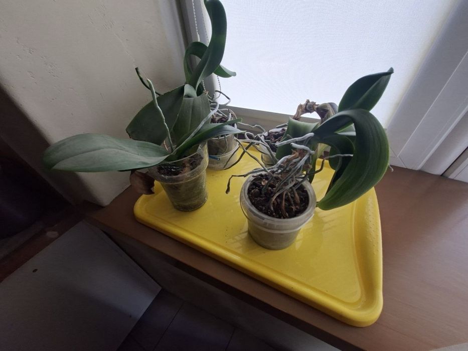 Агави різни розмірів