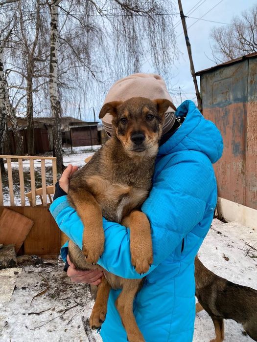 Щенята безкоштовно