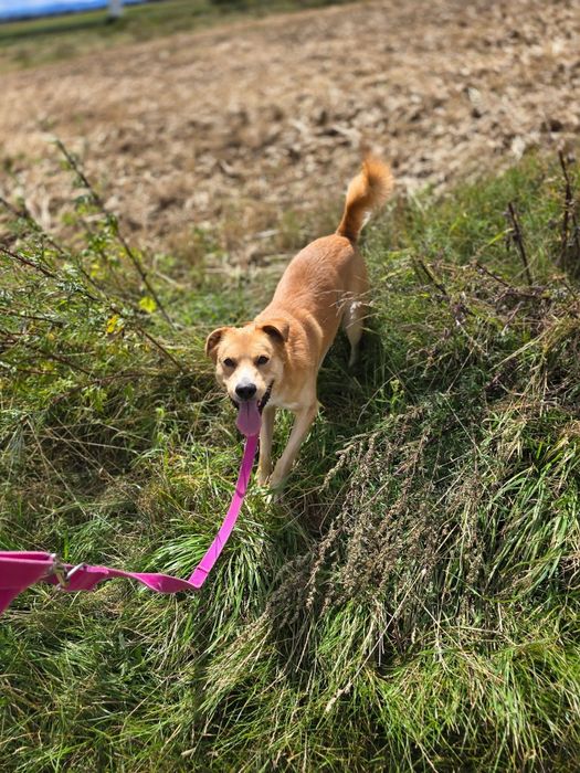 Piękny psiak do adopcji!