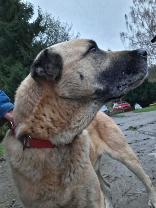Omar 5 letni kangal do adopcji z fundacji