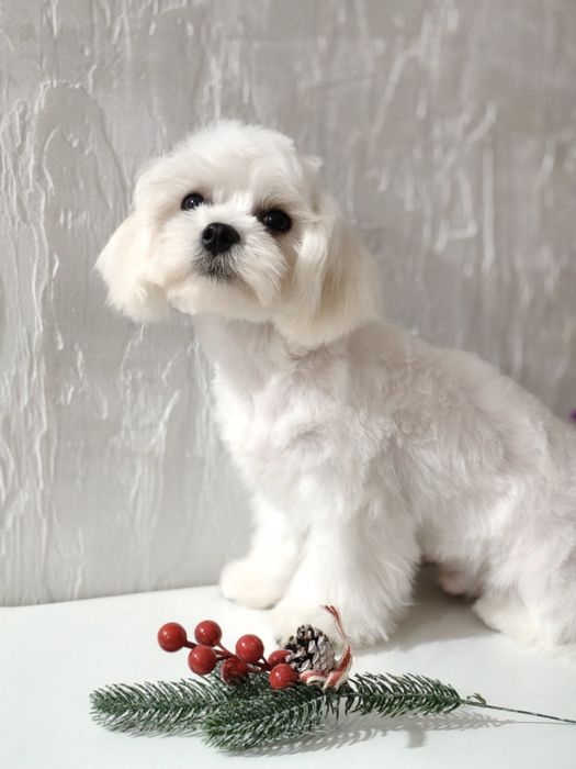 Чудесный Мальчик мальтезе