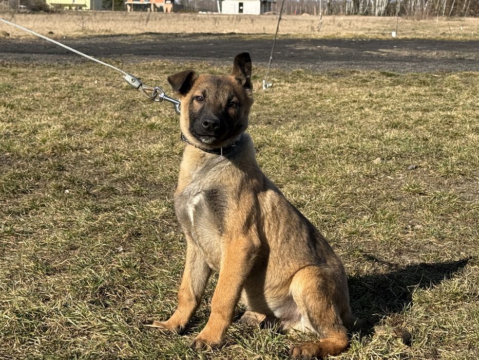 Owczarek Belgijski AdamusK9