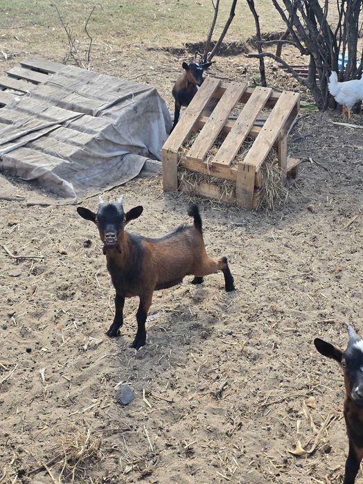 Casal de cabras anãs