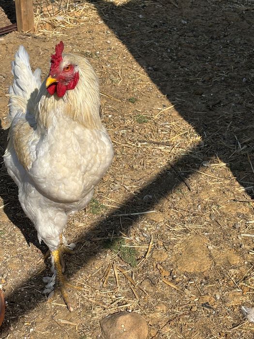 Galos grandes  que crescem livres