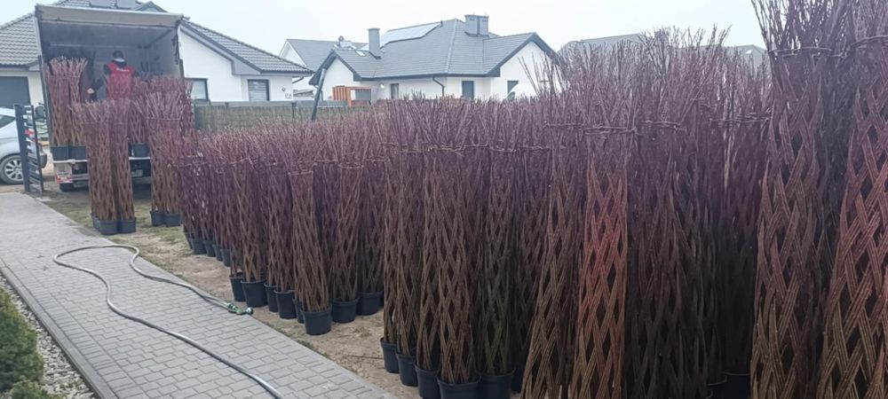 Wierzba Pleciona  Ozdobna  Ilości Tirowe