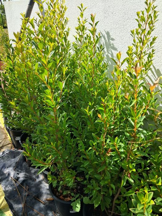 Eugénias Myrtifolia Newport