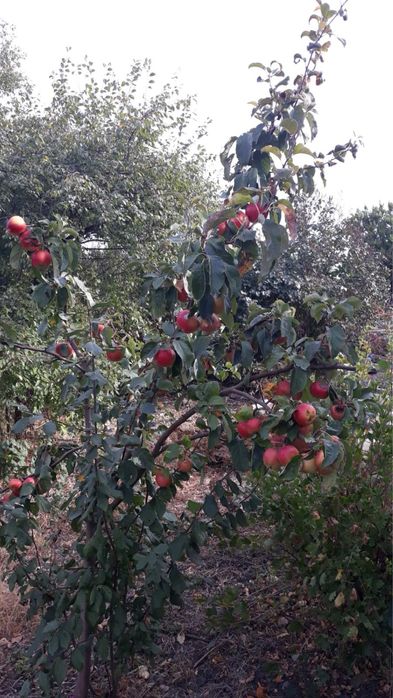 Продам дачу в с. Базарово