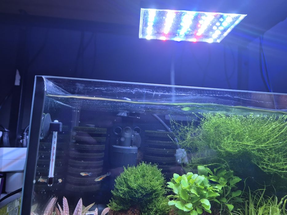 Krewetkarium 30x20x20cm z życiem i osprzętem małe akwarium