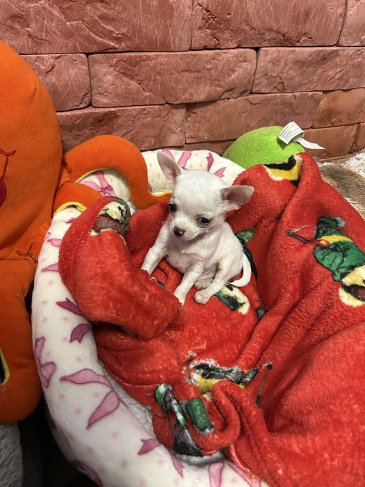 Mini chłopiec Chihuahua z rodowodem