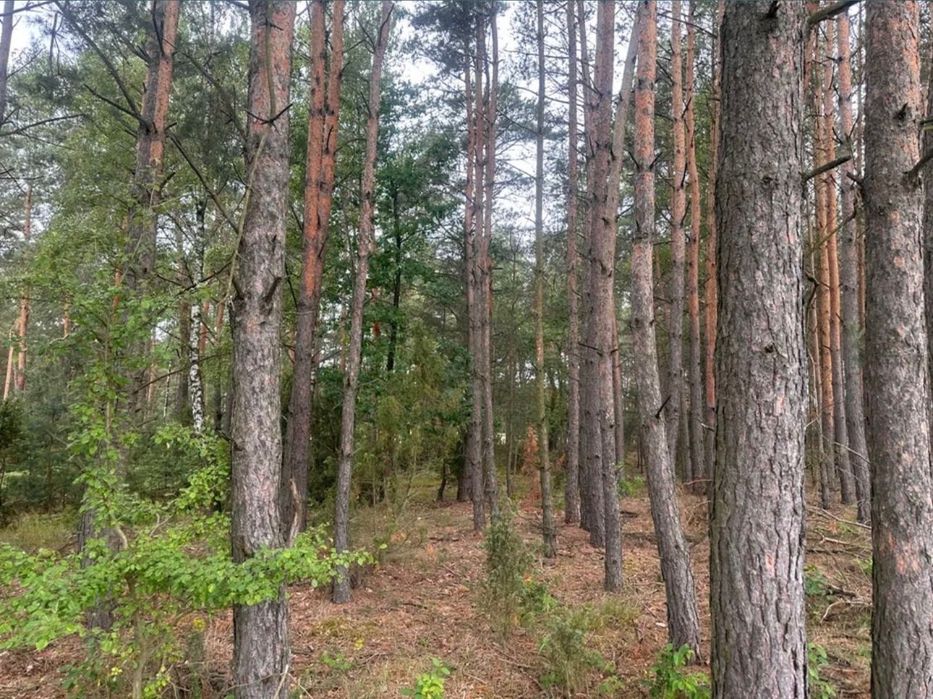 6,62 ha przy DK61 – ziemia rolna w jednym kawałku - Widok 3