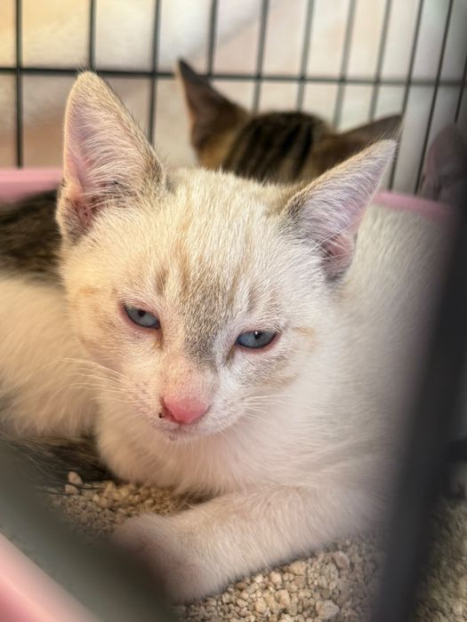 Gatos bebés para adoção responsável
