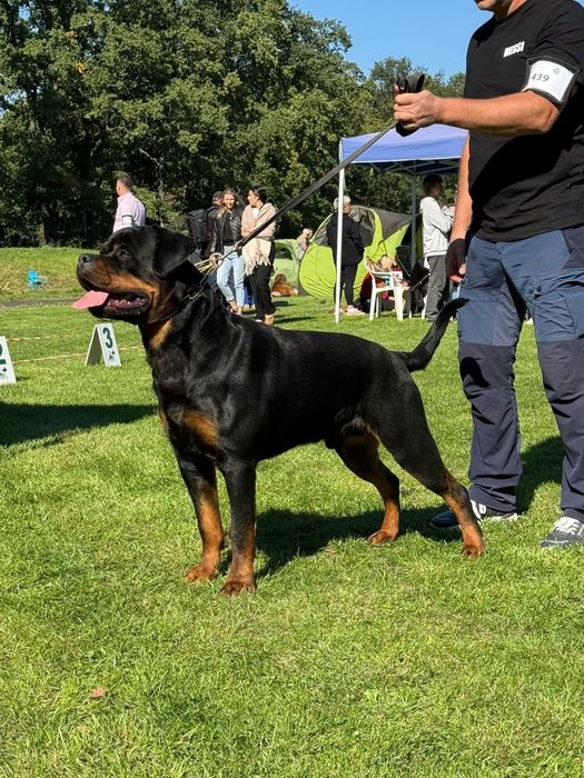 Rottweiler szczenię