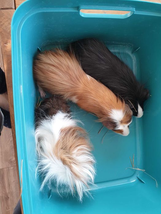 Świnki morskie młode