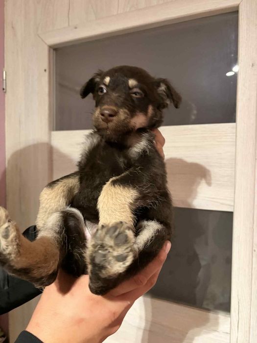 Pieski do wydania za darmo