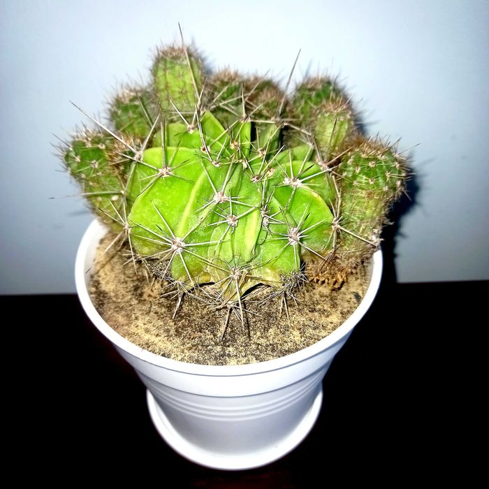 Кактус,cactus,кімнатна рослина