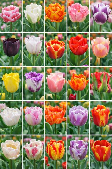 Цибулини тюльпанів гурт і роздріб.