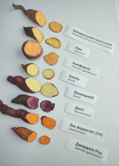 Маточні клубні батату, органічний батат на посадку