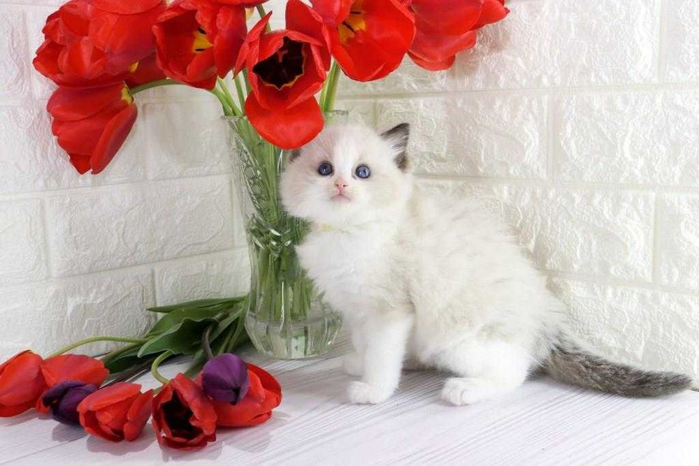 Цікавий і ласкавий котик з вакцинами та гарними навичками-Ragdoll