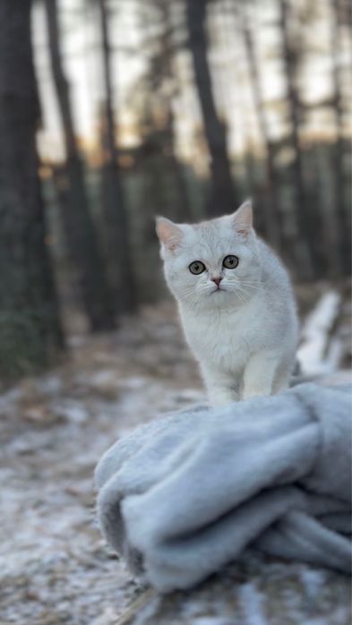 Срібна киця шотландська дівчинка шотландка прямовуха