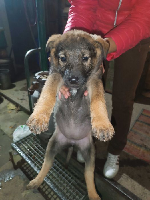 Цуценя 1.5 місяці