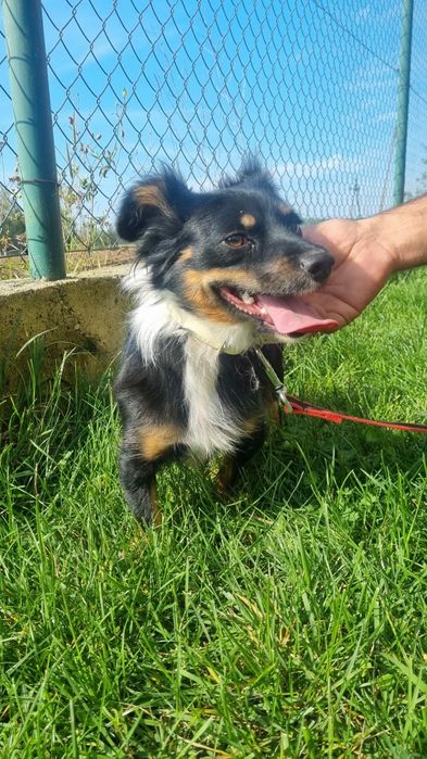 Maleńka Mocca do adopcji