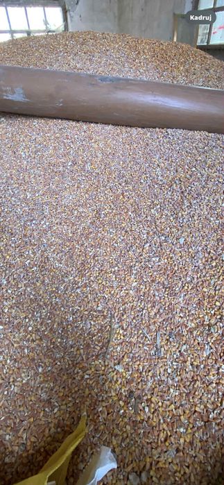 Sprzedam kukurydzę suchą na paszę – tegoroczna, wysoka jakość