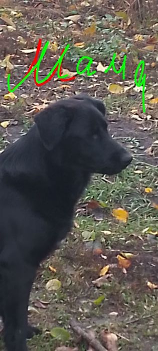 Дівчинка,21,10.25р.н лабрадоренята мама третє фото