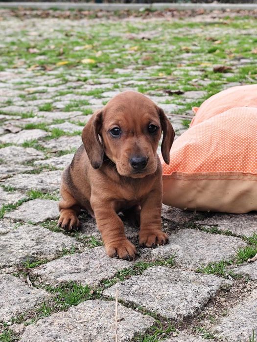 Teckel   - miniatura