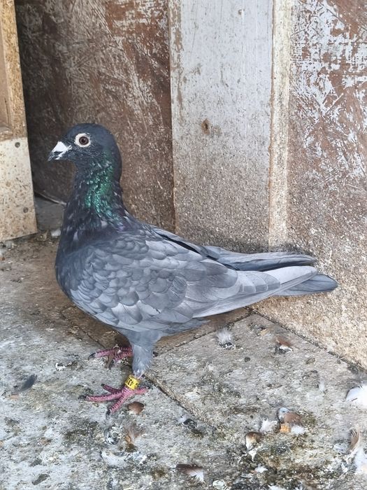 Samczyk Andaluz zmieni Dom