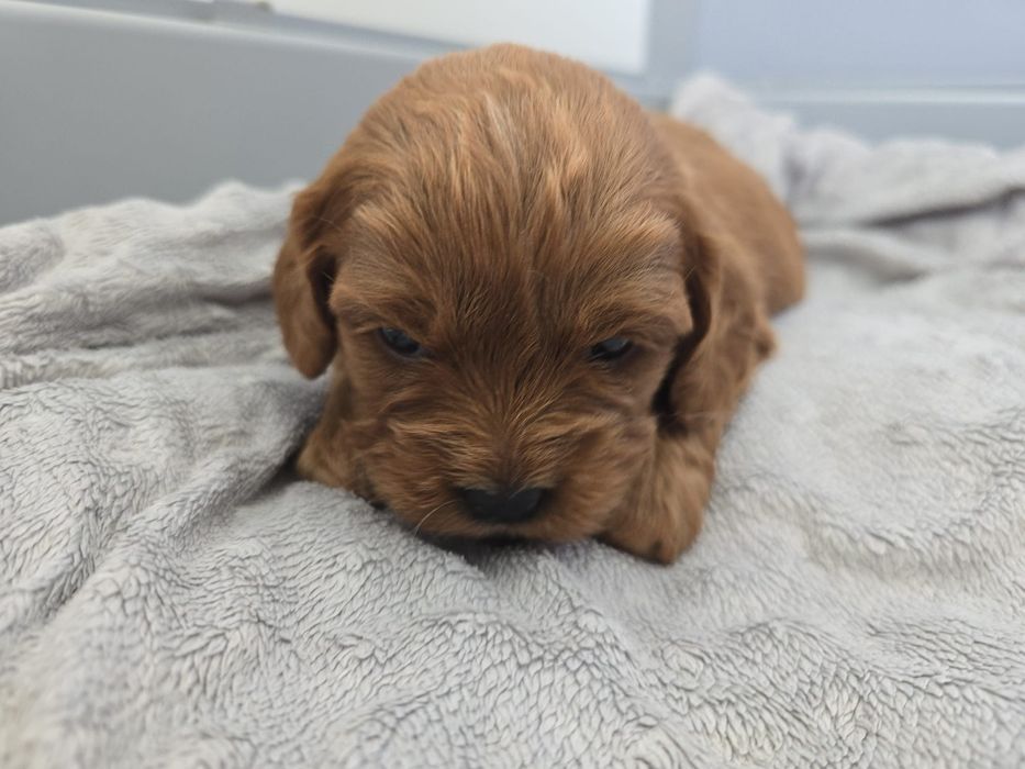 Cavapoo chłopiec brązowy odbiór w maju