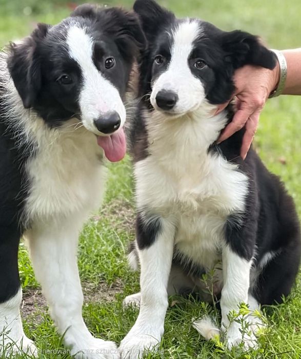 Piesek Border Collie
