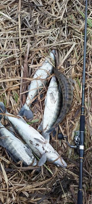 Спининг Daiwa Seabass Hunter X 100MH-R 3.05м 12-60гр