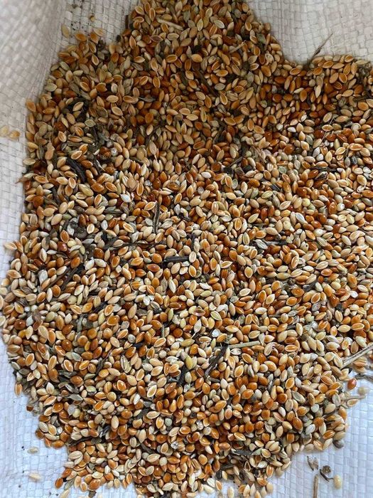 Продам просо жовте та соняшник смугастий